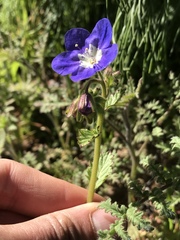 Phacelia viscida viscida