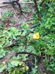 Taraxacum formosanum