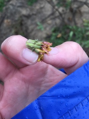 Taraxacum formosanum