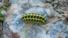 Zygaena filipendulae