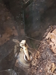 Hymenopus coronatus