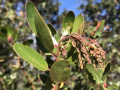 Arctostaphylos insularis