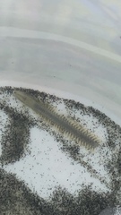 Phyllodocida