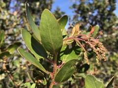 Arctostaphylos insularis