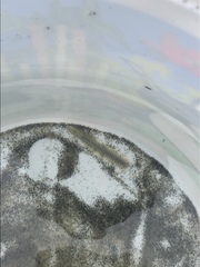 Phyllodocida