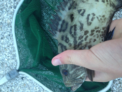 Mycteroperca microlepis