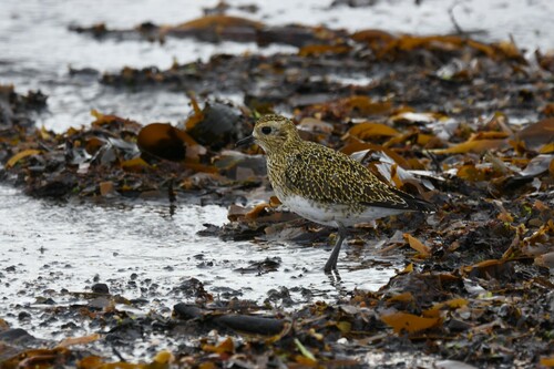 Chorlito dorado europeo (Pluvialis apricaria)
