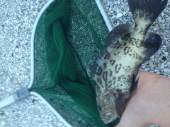 Mycteroperca microlepis