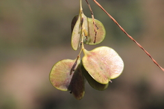 Dioscoreaceae
