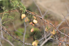 Dioscoreaceae
