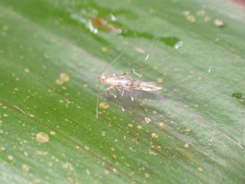 Labdia dicyanitis