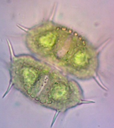 Xanthidium antilopaeum