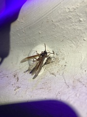 Apoica pallens image