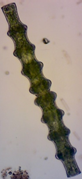 Pleurotaenium nodosum