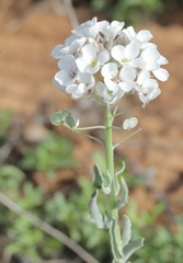 Dimorphocarpa candicans