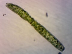 Pleurotaenium archeri