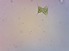 Staurodesmus extensus