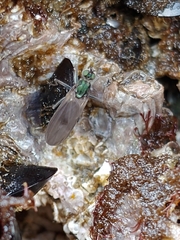 Melanderia mandibulata