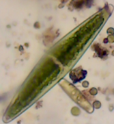 Closterium navicula