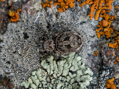 Attulus monstrabilis