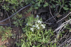 Cryptantha crassisepala crassisepala