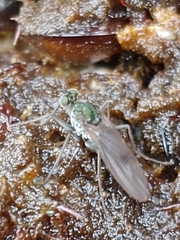Melanderia mandibulata