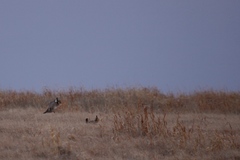 Tympanuchus pallidicinctus