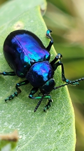 Cobalt Milkweed Beetle