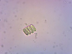 Scenedesmus ellipticus