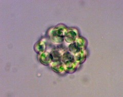Coelastrum