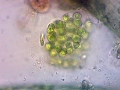 Botryosphaerella sudetica