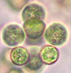 Sphaerocystis