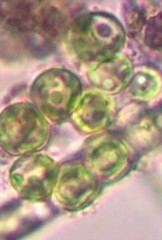 Sphaerocystis