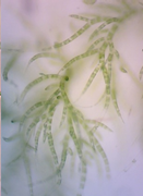 Draparnaldia mutabilis