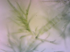 Draparnaldia mutabilis