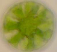 Asterococcus superbus