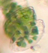 Asterococcus
