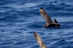 Stercorarius pomarinus