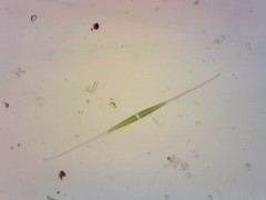 Closterium kuetzingii