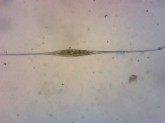 Closterium kuetzingii