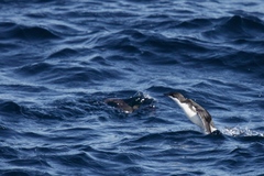 Synthliboramphus scrippsi