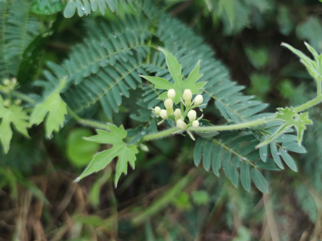 Gronovia scandens (Gronovia scandens)