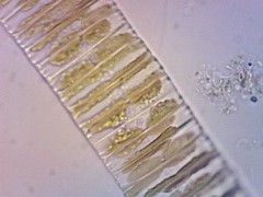 Fragilaria