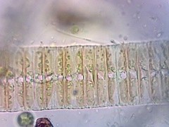 Fragilaria