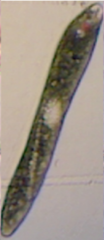 Euglena ehrenbergii