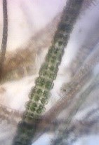 Hyalotheca