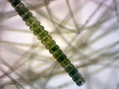 Hyalotheca