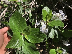 Ceanothus arboreus