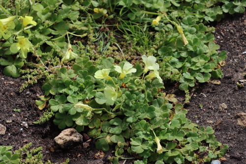 Image of Squashed Sorrel (Oxalis compressa) by (c) Tony Rebelo, some rights reserved (CC BY-SA)