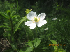 Anemonastrum dichotomum